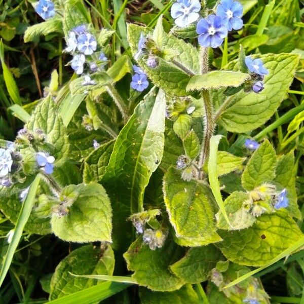 Pentaglottis sempervirens Folla