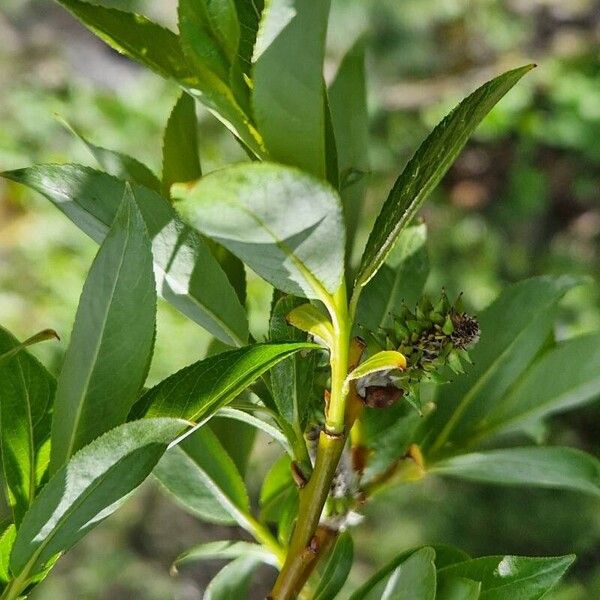 Salix pentandra Folha