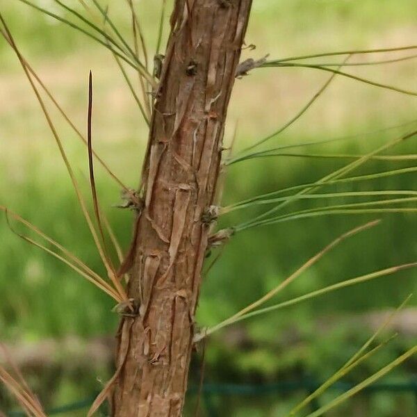 Pinus leiophylla Bark