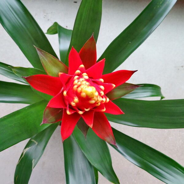 Guzmania lingulata Flower