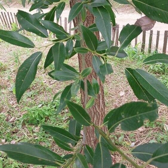 Salix pentandra পাতা