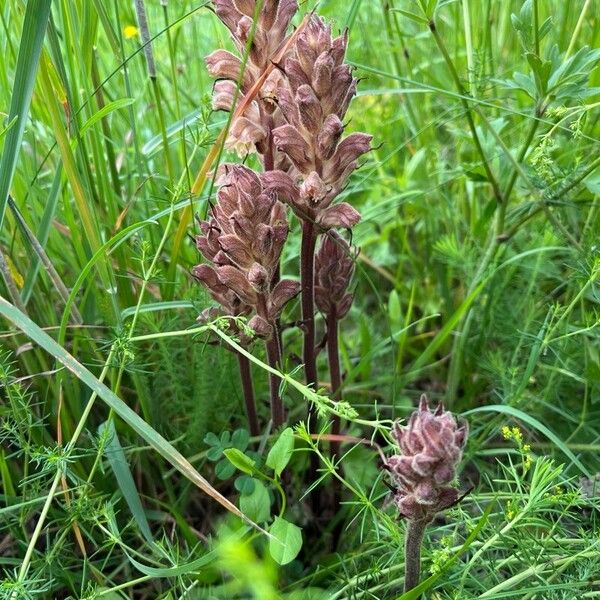 Orobanche lutea Bloem