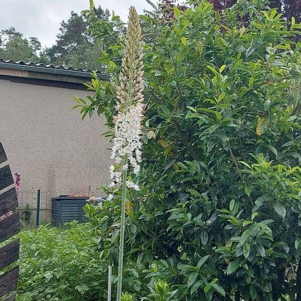 Eremurus robustus Fleur