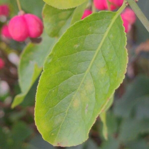 Euonymus europaeus Leaf