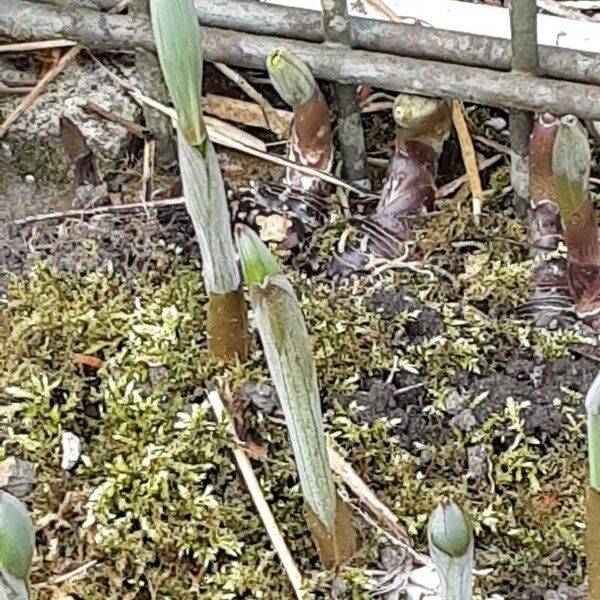 Polygonatum multiflorum पत्ता