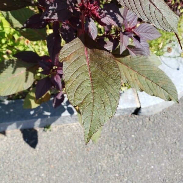 Amaranthus cruentus Лист