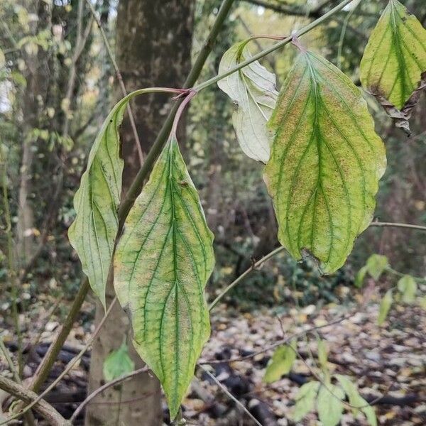 Cornus amomum Leaf