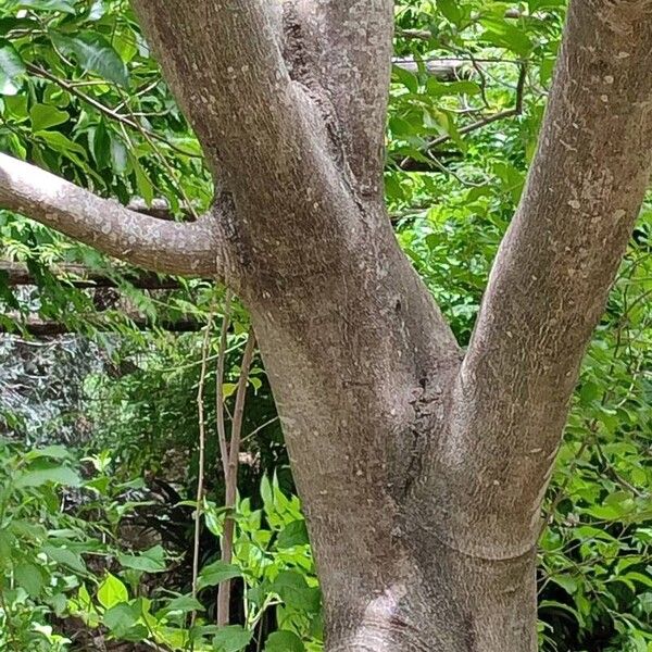 Calodendrum capense Bark