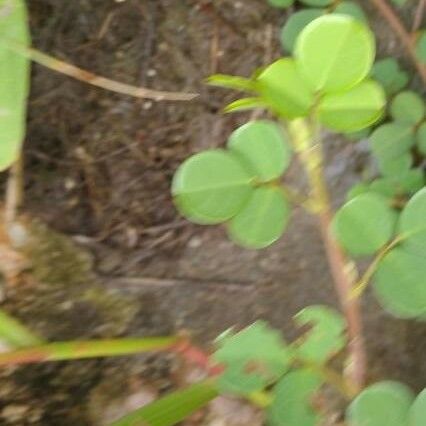 Grona triflora Leaf