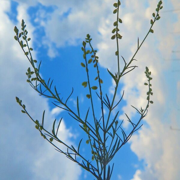 Polygala paniculata Kvet