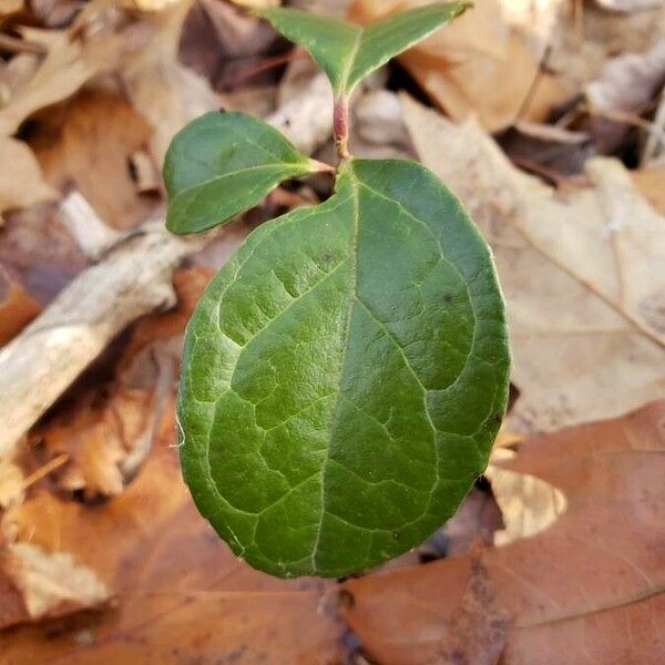 Gaultheria procumbens Blad