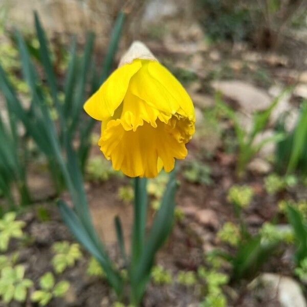 Narcissus bicolor Flower