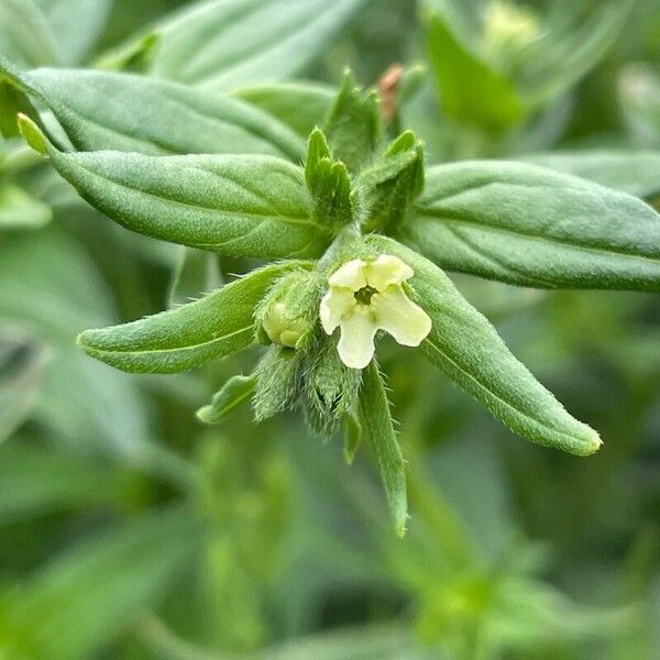 Lithospermum officinale Kwiat