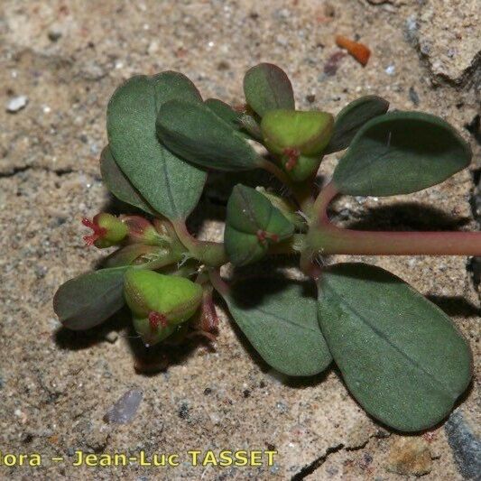 Euphorbia serpens Fruto