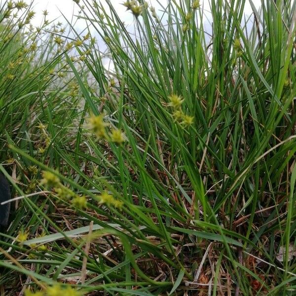 Carex echinata Flor