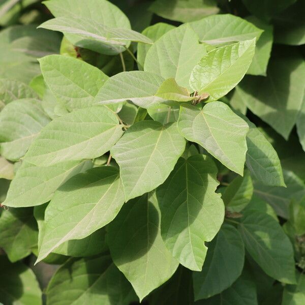 Carpodiptera africana Leaf