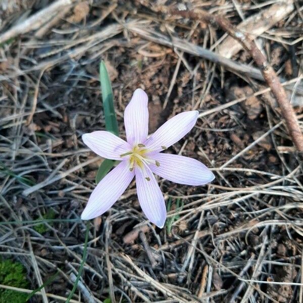 Colchicum cupanii Kukka