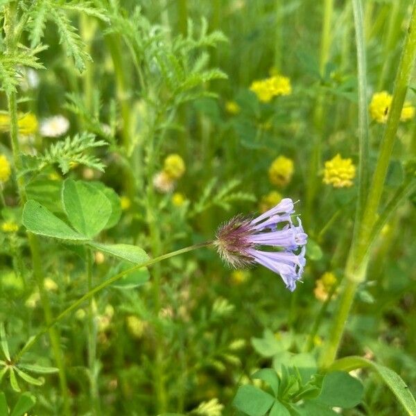 Asperula arvensis Flower