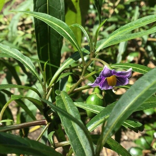 Solanum aviculare Květ