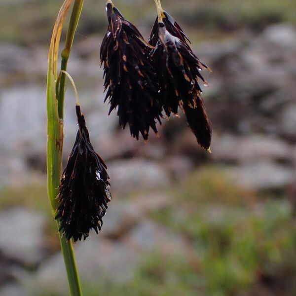 Carex atrofusca Fruit