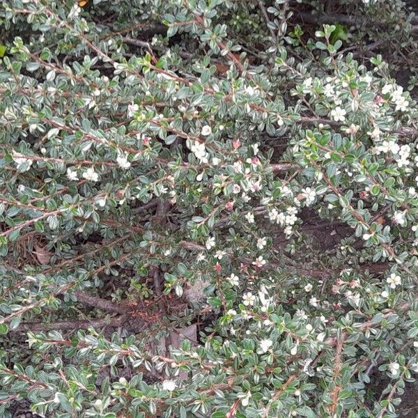 Cotoneaster microphyllus आदत