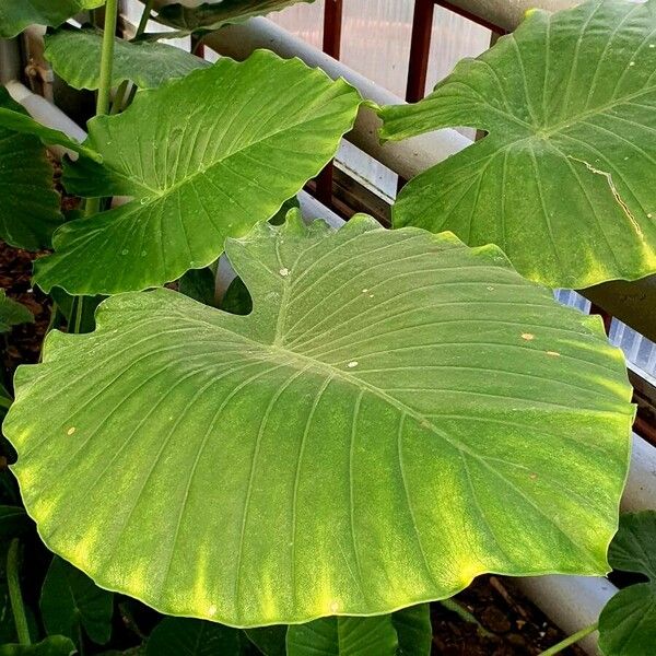 Colocasia esculenta Habitus