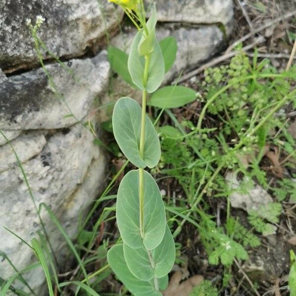 Conringia austriaca Natur