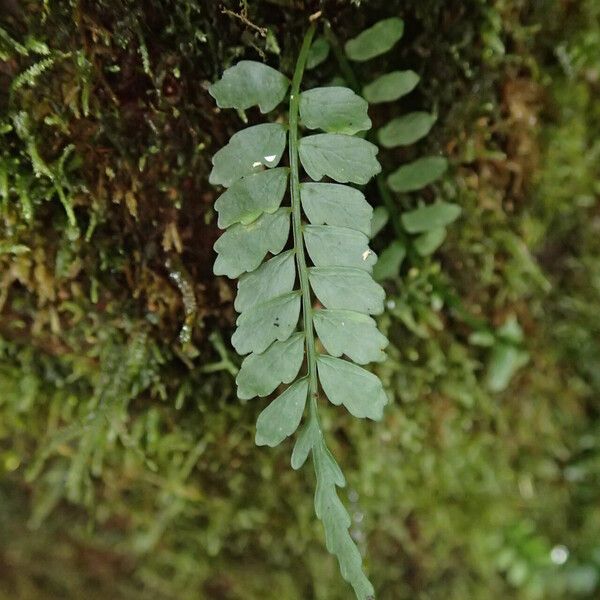 Asplenium barteri Blatt