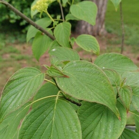 Cornus alternifolia Leaf