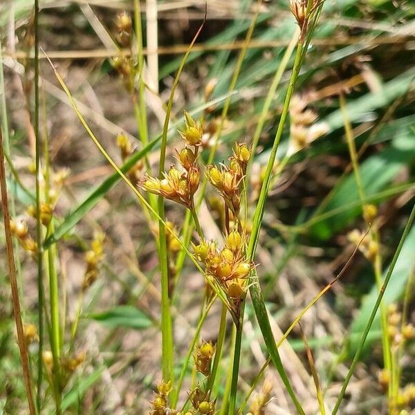 Juncus tenuis Frunză