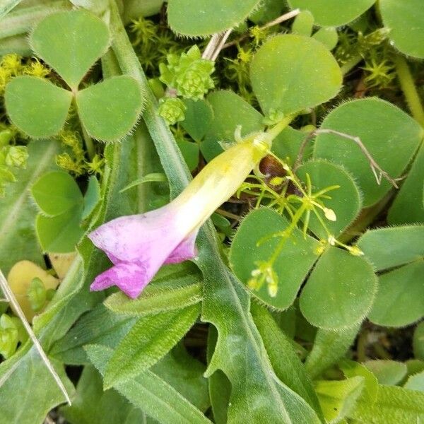 Oxalis purpurea Flower