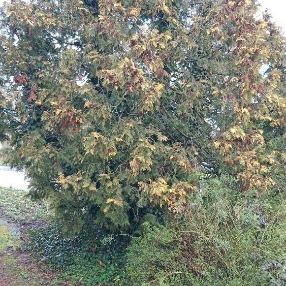 Thuja occidentalis Costuma