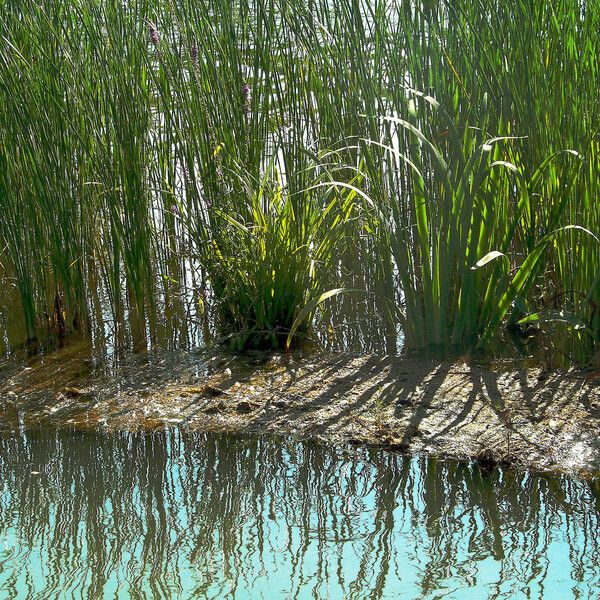 Acorus calamus Habit