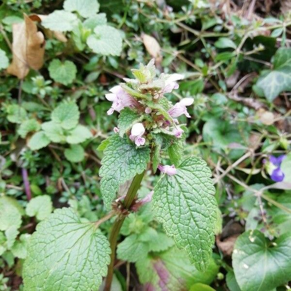 Lamium hybridum Flower