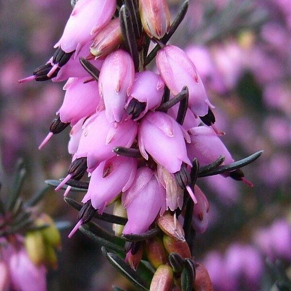 Erica erigena Flors