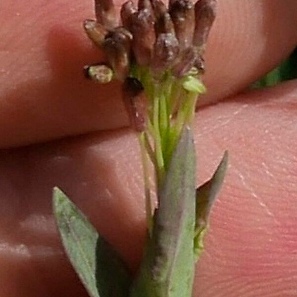 Turritis glabra Bloem