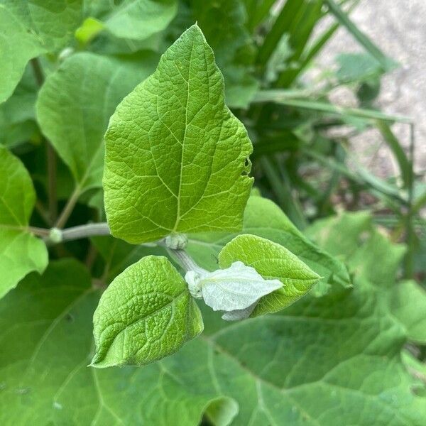 Arctium tomentosum Blad