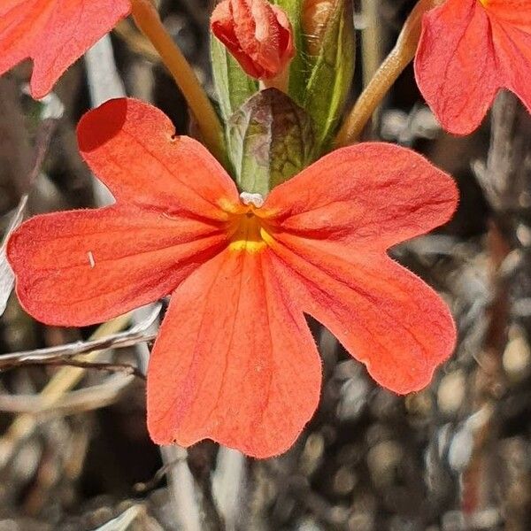 Crossandra massaica Blüte