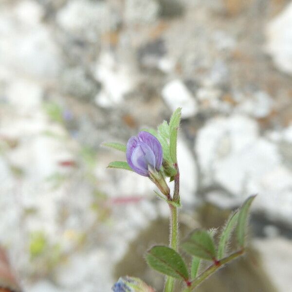 Vicia lathyroides Квітка