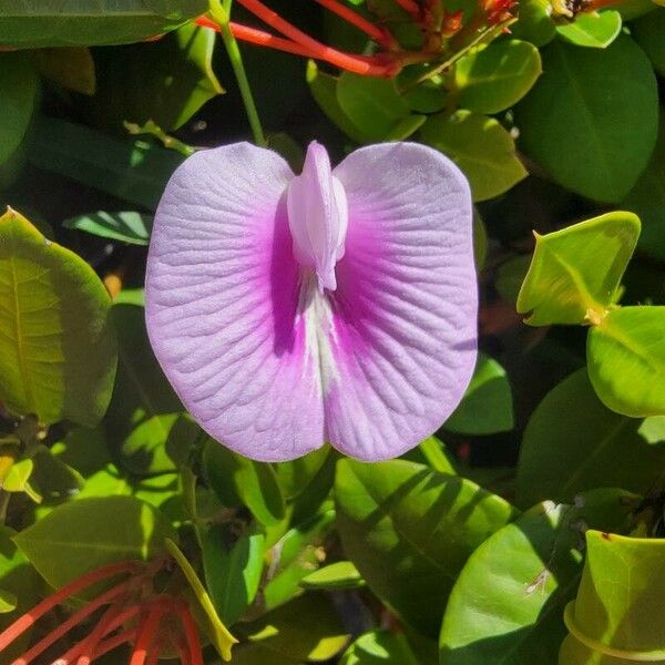 Centrosema pubescens Flower