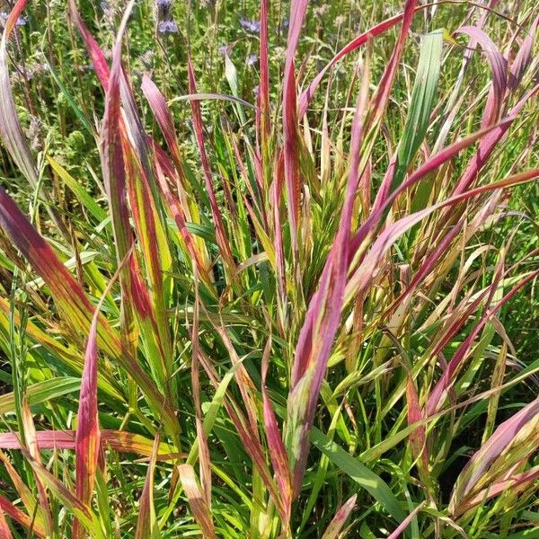 Imperata cylindrica Foglia