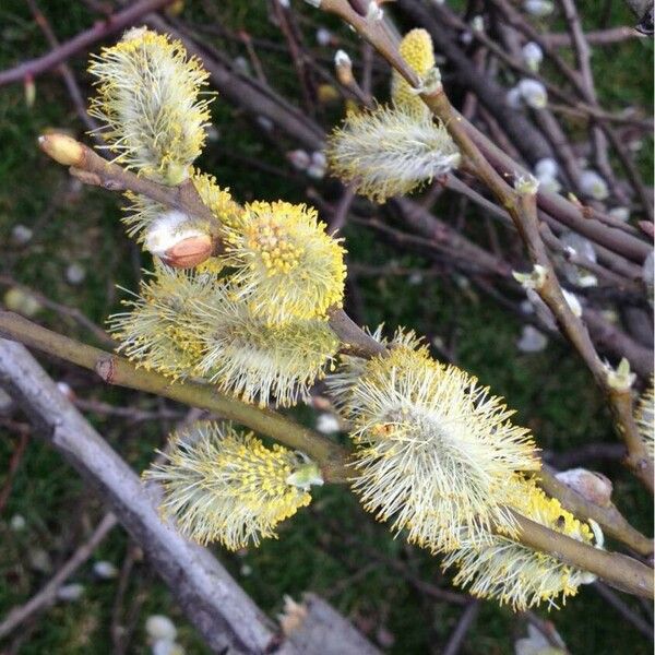 Salix caprea Flower