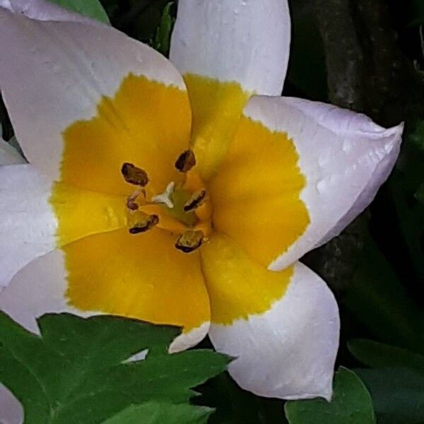 Tulipa humilis Leaf