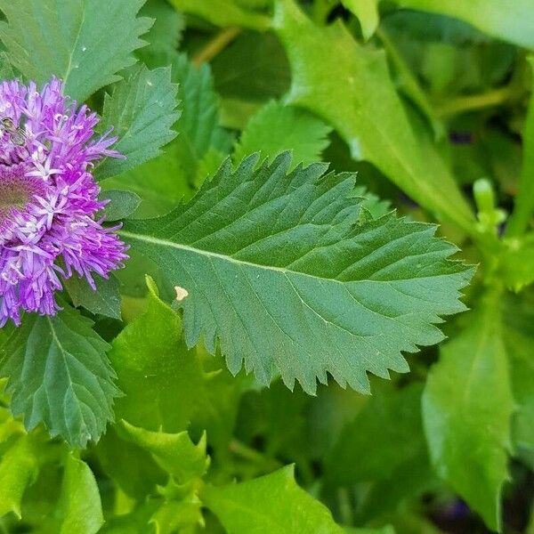 Centratherum punctatum Leaf