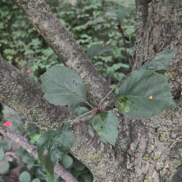 Crataegus douglasii خشب