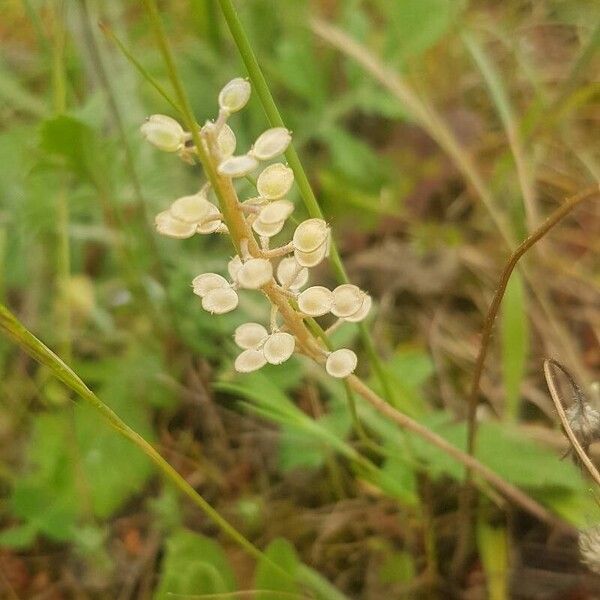 Alyssum simplex Fruit