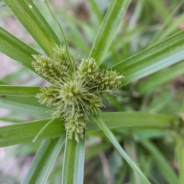 Cyperus aggregatus Flower