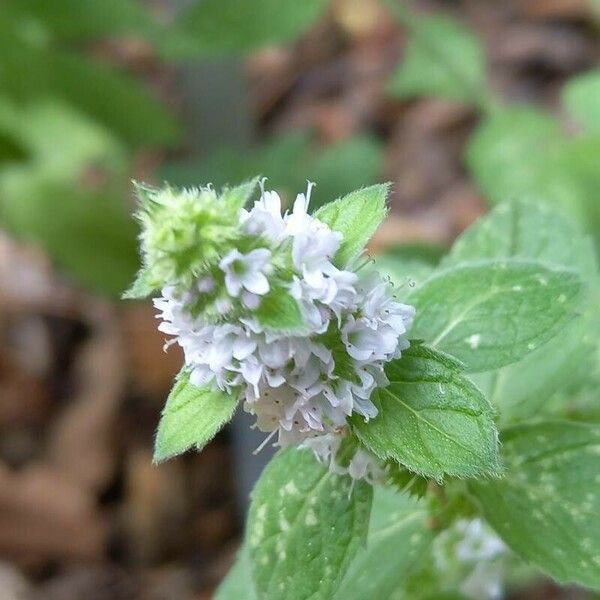 Mentha canadensis Flors