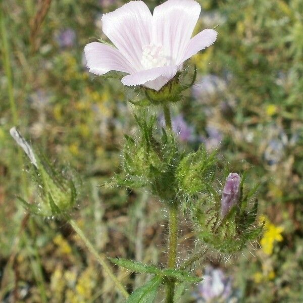 Malva setigera Blomma