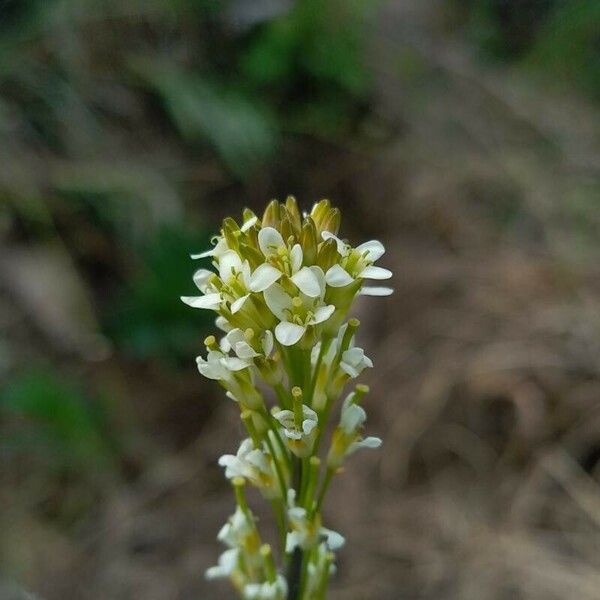 Turritis glabra फूल